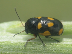 Cryptocephalus octoguttatus