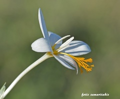 Crocus tournefortii