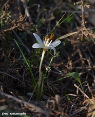 Crocus tournefortii