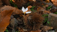 Crocus laevigatus