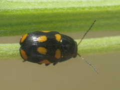 Cryptocephalus octoguttatus