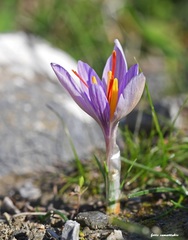 Crocus oreocreticus