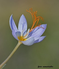 Crocus tournefortii