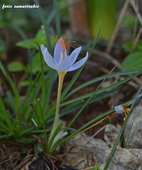 Crocus tournefortii