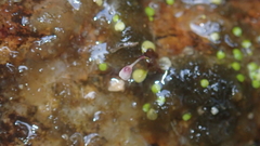 Utricularia striatula