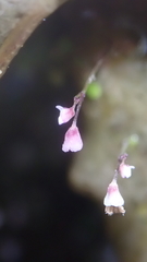Utricularia striatula