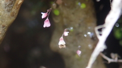 Utricularia striatula