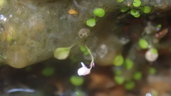 Utricularia striatula