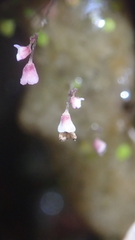 Utricularia striatula