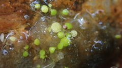 Utricularia striatula