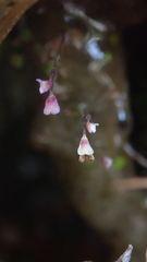Utricularia striatula