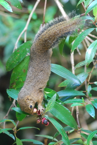 Lowland Slender Squirrel