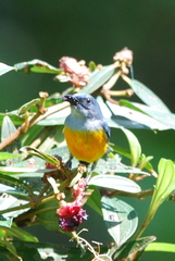 Dicaeum trigonostigma