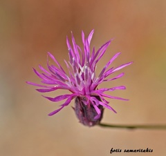 Crupina crupinastrum