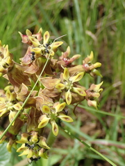 Asclepias macropus