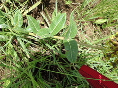 Asclepias macropus