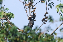 Anthracoceros malayanus
