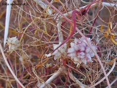 Cuscuta palaestina