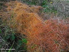 Cuscuta palaestina