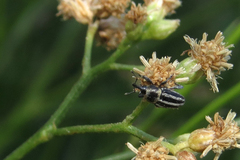 Nicentrus circumcinctus