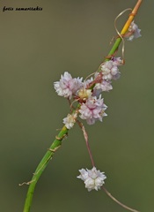 Cuscuta palaestina