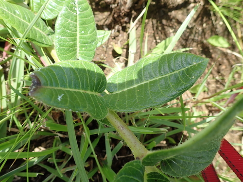Image of Asclepias macropus by no rights reserved
