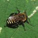 Yellow-striped Turret Bee - Photo (c) Martin Arregui, some rights reserved (CC BY-NC), uploaded by Martin Arregui