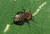 Yellow-striped Turret Bee - Photo (c) Martin Arregui, some rights reserved (CC BY-NC), uploaded by Martin Arregui