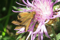 Cymaenes odilia