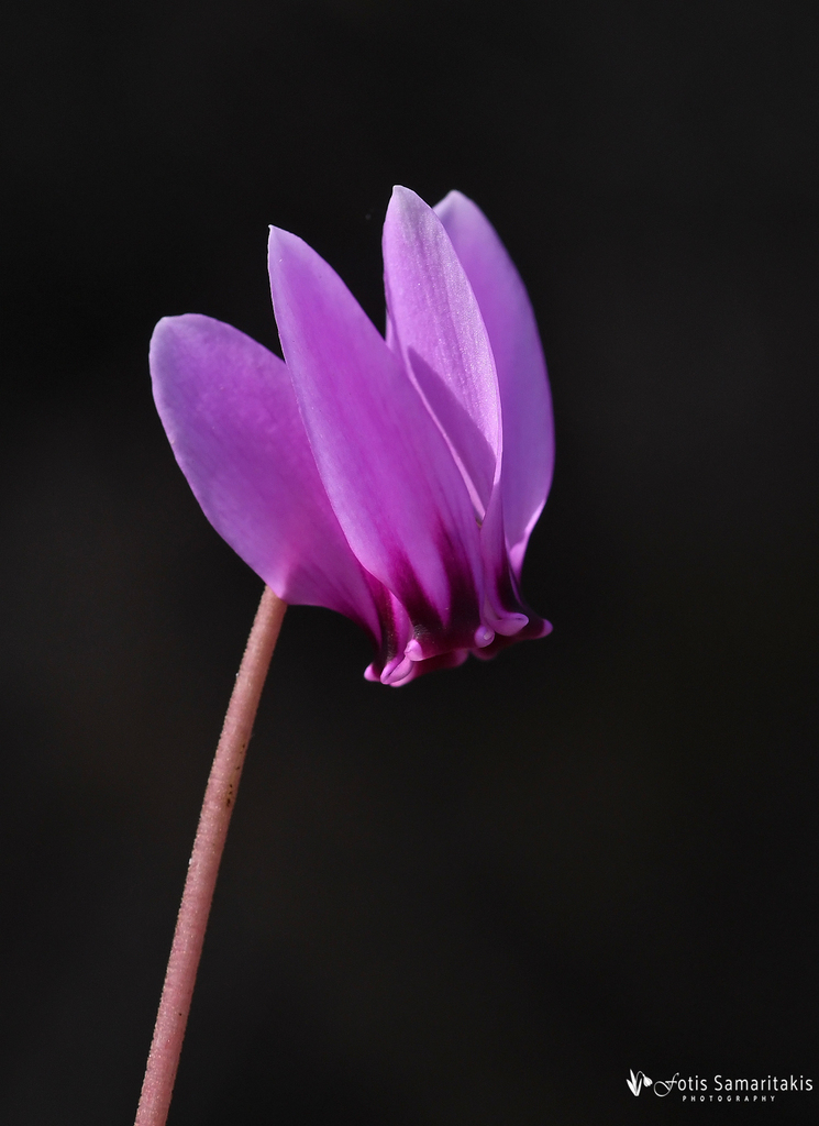 Cyclamen hederifolium — an easy houseplant, prefers partial sun light