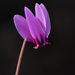 Cyclamen hederifolium - Photo (c) fotis-samaritakis,  זכויות יוצרים חלקיות (CC BY-NC), הועלה על ידי fotis-samaritakis