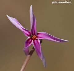 Cyclamen hederifolium confusum