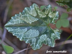 Cyclamen hederifolium confusum