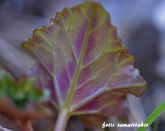 Cyclamen hederifolium confusum