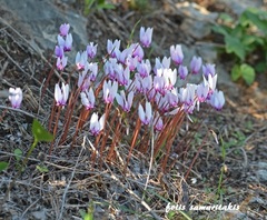 Cyclamen hederifolium confusum