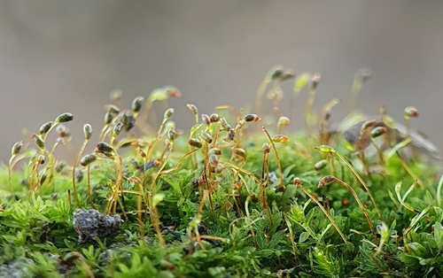 Image of Fissidens incurvus by no rights reserved