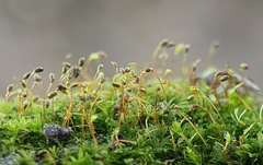 Fissidens incurvus