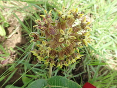 Asclepias macropus