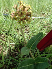 Asclepias macropus