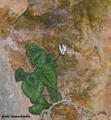 Cyclamen creticum