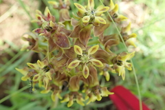 Asclepias macropus