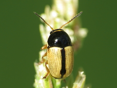 Cryptocephalus pygmaeus