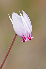Cyclamen graecum mindleri