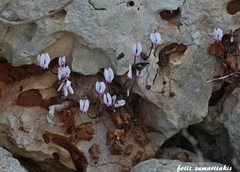Cyclamen graecum mindleri