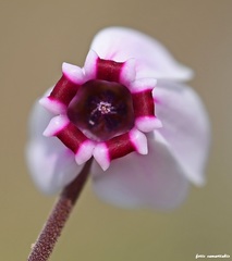 Cyclamen graecum mindleri