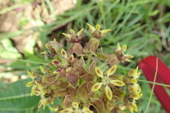 Asclepias macropus