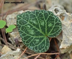 Cyclamen graecum mindleri