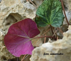 Cyclamen graecum mindleri