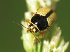 Cryptocephalus pygmaeus