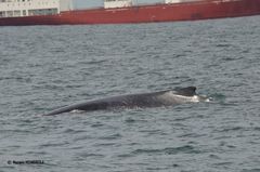 Megaptera novaeangliae